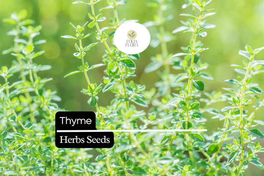1100 Seeds Thyme (Thymus vulgaris) â€“ Culinary Herb for Cooking, Seasoning, and Pollinator-Friendly Gardens