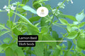 Lemon Basil Seeds - Fragrant Herb, Culinary & Garden Use (1000 Seeds)