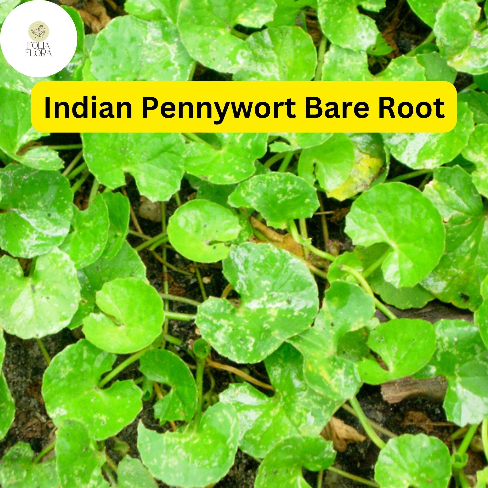 Indian Pennywort (10 Bare Root Live Plants), Centella asiatica, Ready to Plant
