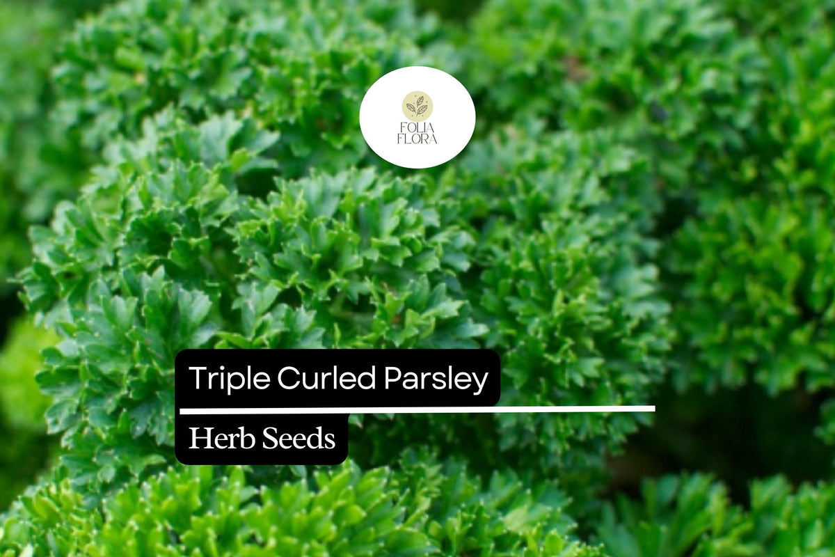 1000 Seeds Triple Curled Parsley (Petroselinum crispum) - Flavorful Herb for Culinary & Ornamental Use