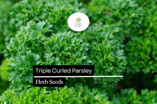 1000 Seeds Triple Curled Parsley (Petroselinum crispum) - Flavorful Herb for Culinary & Ornamental Use