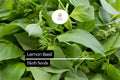 500 Lemon Basil Seeds â€“ Fragrant Culinary Herb, Garden Planting