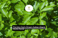 1000 Seeds Parsley Dark Green Italian Giant | Petroselinum crispum | Heirloom, Non-GMO Herb | Robust & Flavorful