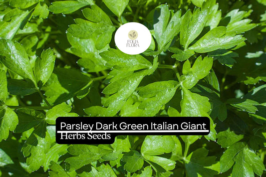 1000 Seeds Parsley Dark Green Italian Giant | Petroselinum crispum | Heirloom, Non-GMO Herb | Robust & Flavorful
