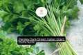 2000 Seeds Parsley Dark Green Italian Giant | Petroselinum crispum | Heirloom, Non-GMO Herb | Robust & Flavorful