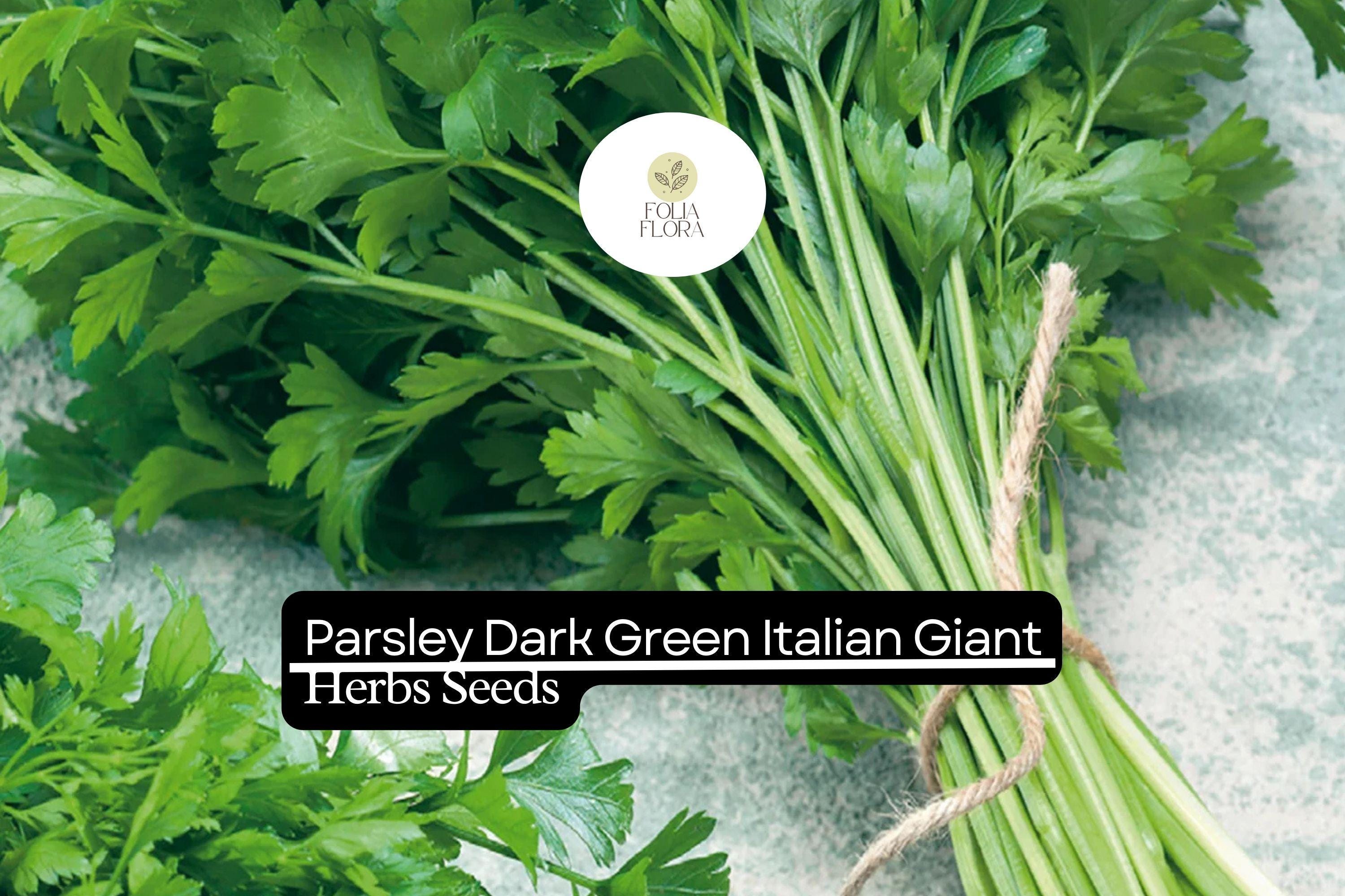 2000 Seeds Parsley Dark Green Italian Giant | Petroselinum crispum | Heirloom, Non-GMO Herb | Robust & Flavorful