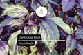 1000 Seeds Dark Opal Basil (Ocimum basilicum) â€“ Aromatic, Colorful Herb for Cooking & Gardens