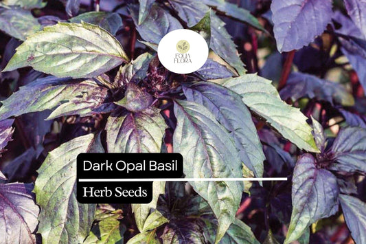 1000 Seeds Dark Opal Basil (Ocimum basilicum) â€“ Aromatic, Colorful Herb for Cooking & Gardens