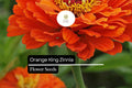 Orange King Zinnia Seeds â€“ Vibrant Blooms, Summer Gardens