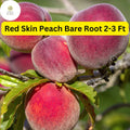 Red Skin Peach Tree: 2-3 Ft Tall, Ready to Plant