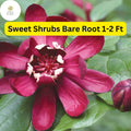 Bare Root Sweet Shrub (Calycanthus floridus), Fragrant Flowering Plant