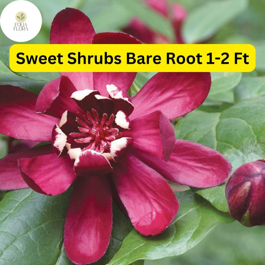 Bare Root Sweet Shrub (Calycanthus floridus), Fragrant Flowering Plant