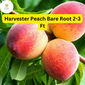 Harvester Peach Tree - 2-3 Ft Bare Root, Live Fruit Tree