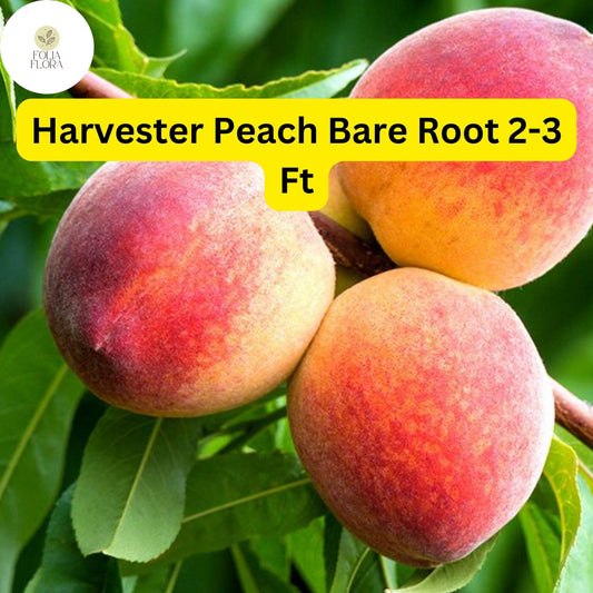 Harvester Peach Tree - 2-3 Ft Bare Root, Live Fruit Tree
