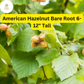 2 Bare Root American Hazelnut Trees, 6-12" Tall, Live Trees, Ready to Plant