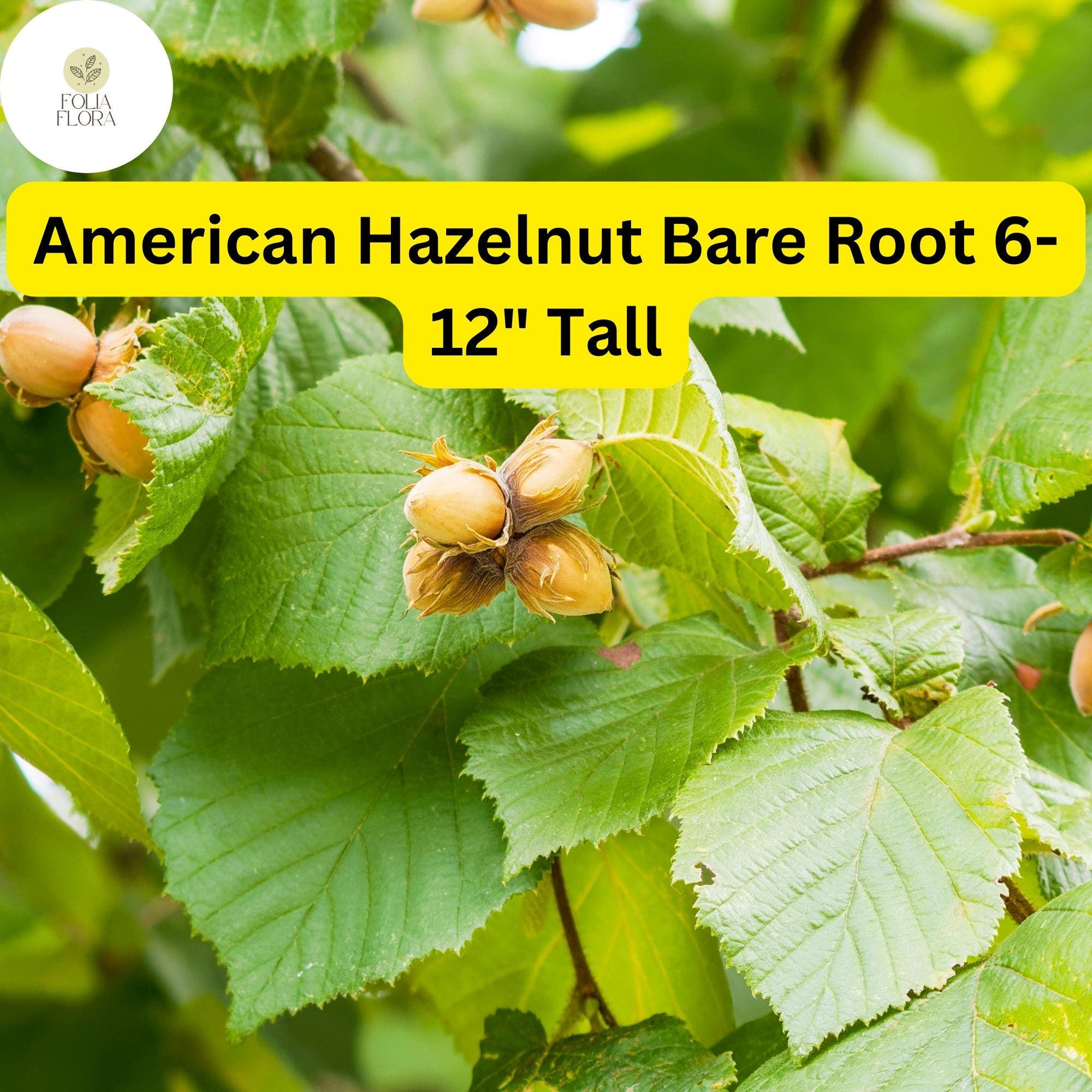 2 Bare Root American Hazelnut Trees, 6-12" Tall, Live Trees, Ready to Plant