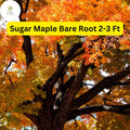 Live Sugar Maple Tree Bare Root Plant - Acer saccharum, 2-3 ft Tall, Vibrant Fall Foliage, Shade Tree for Landscaping
