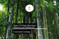 1 Unroot Cuttings Giant Timber Bamboo (Bambusa oldhamii) | Fast-Growing Privacy Screen