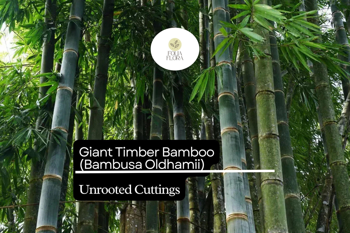 1 Unroot Cuttings Giant Timber Bamboo (Bambusa oldhamii) | Fast-Growing Privacy Screen