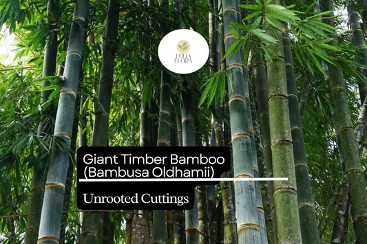 1 Unroot Cuttings Giant Timber Bamboo (Bambusa oldhamii) | Fast-Growing Privacy Screen