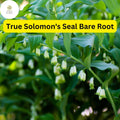 5 True Solomon's Seal Plants, Polygonatum biflorum, Bare Root Perennials, Shade-Loving Wildflowers