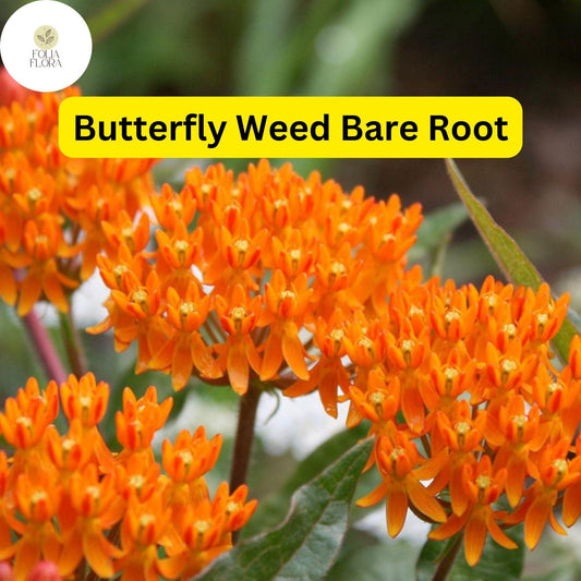 10 Butterfly Weed Plants, Asclepias tuberosa, Bare Root Perennials, Monarch Host & Pollinator-Friendly