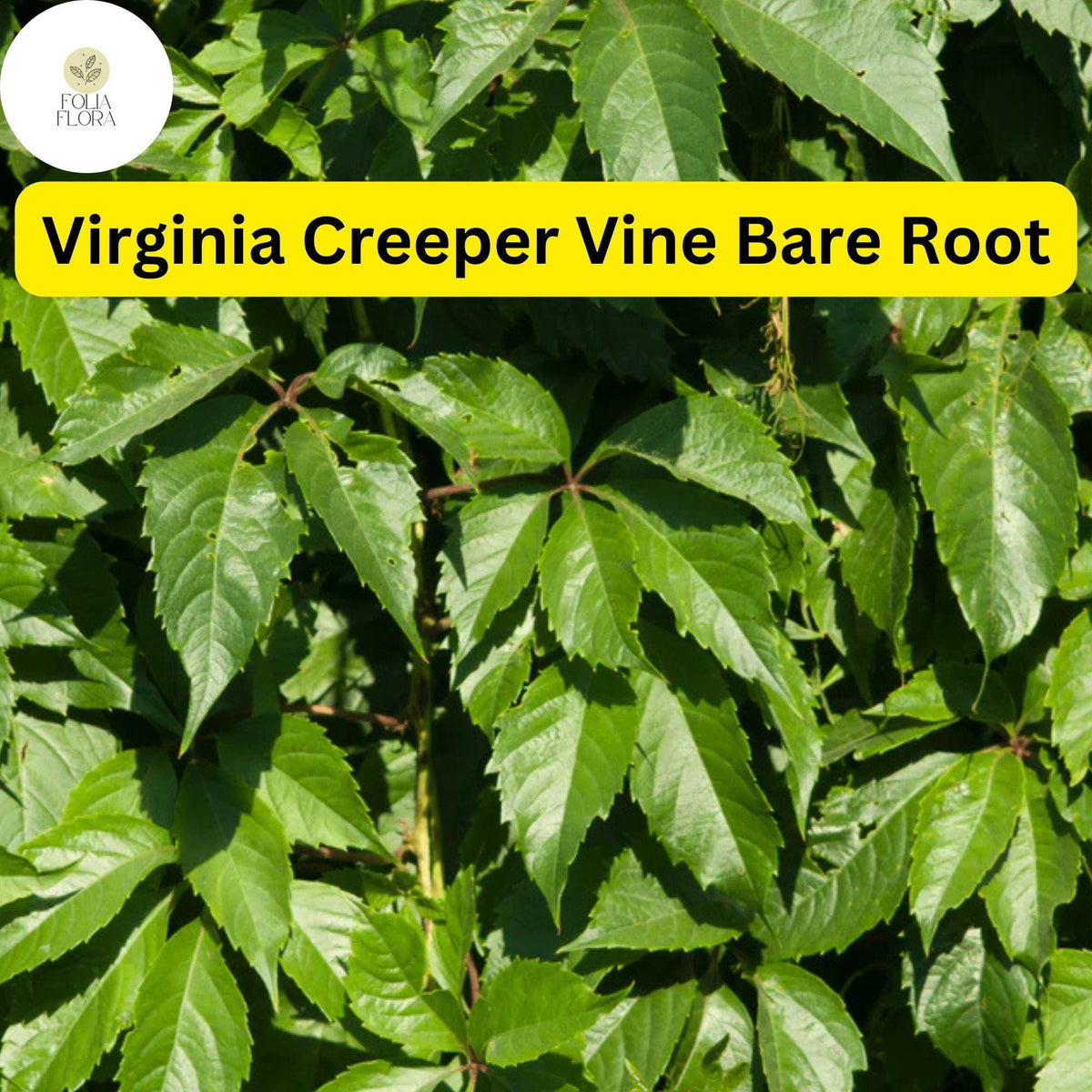 10 Virginia Creeper Vines, Parthenocissus quinquefolia, Bare Root Perennial Plants, Fast-Growing Climber