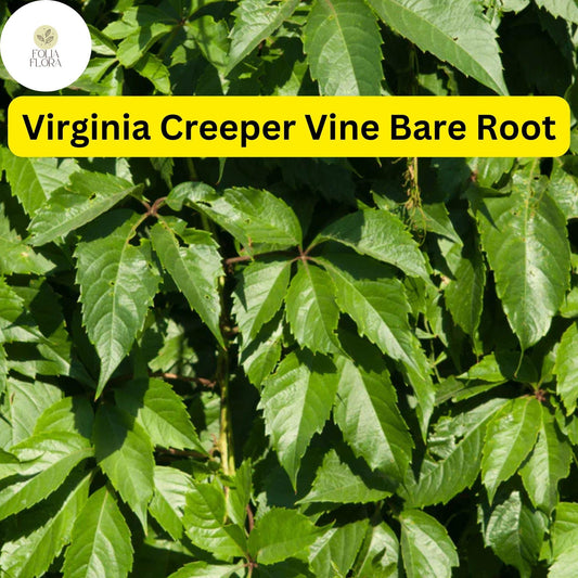 10 Virginia Creeper Vines, Parthenocissus quinquefolia, Bare Root Perennial Plants, Fast-Growing Climber