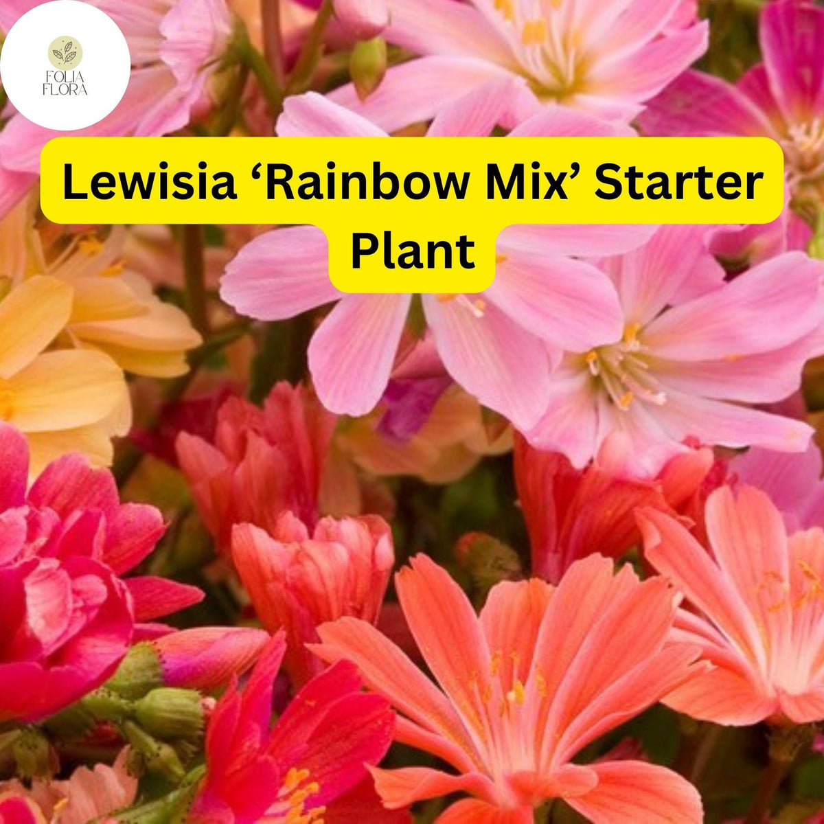 1 Live Starter Plant Lewisia â€˜Rainbow Mixâ€™, Hardy Succulent, Colorful Blooms