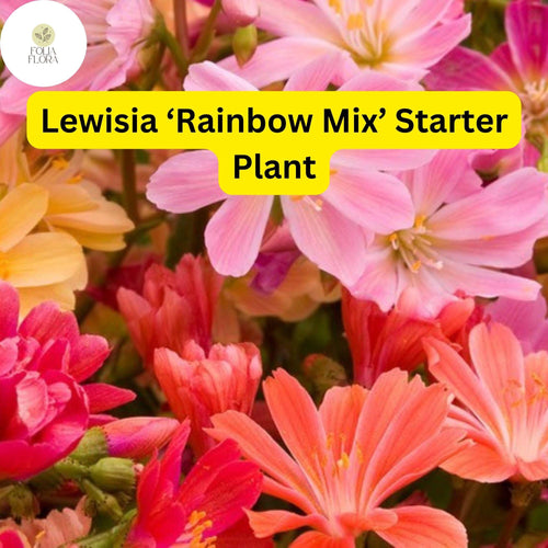 1 Live Starter Plant Lewisia â€˜Rainbow Mixâ€™, Hardy Succulent, Colorful Blooms