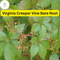 5 Virginia Creeper Vines, Parthenocissus quinquefolia, Bare Root Perennial Plants, Fast-Growing Climber
