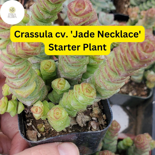 Rare Jade Necklace Succulent, Easy Care Plant, 2'' Pot