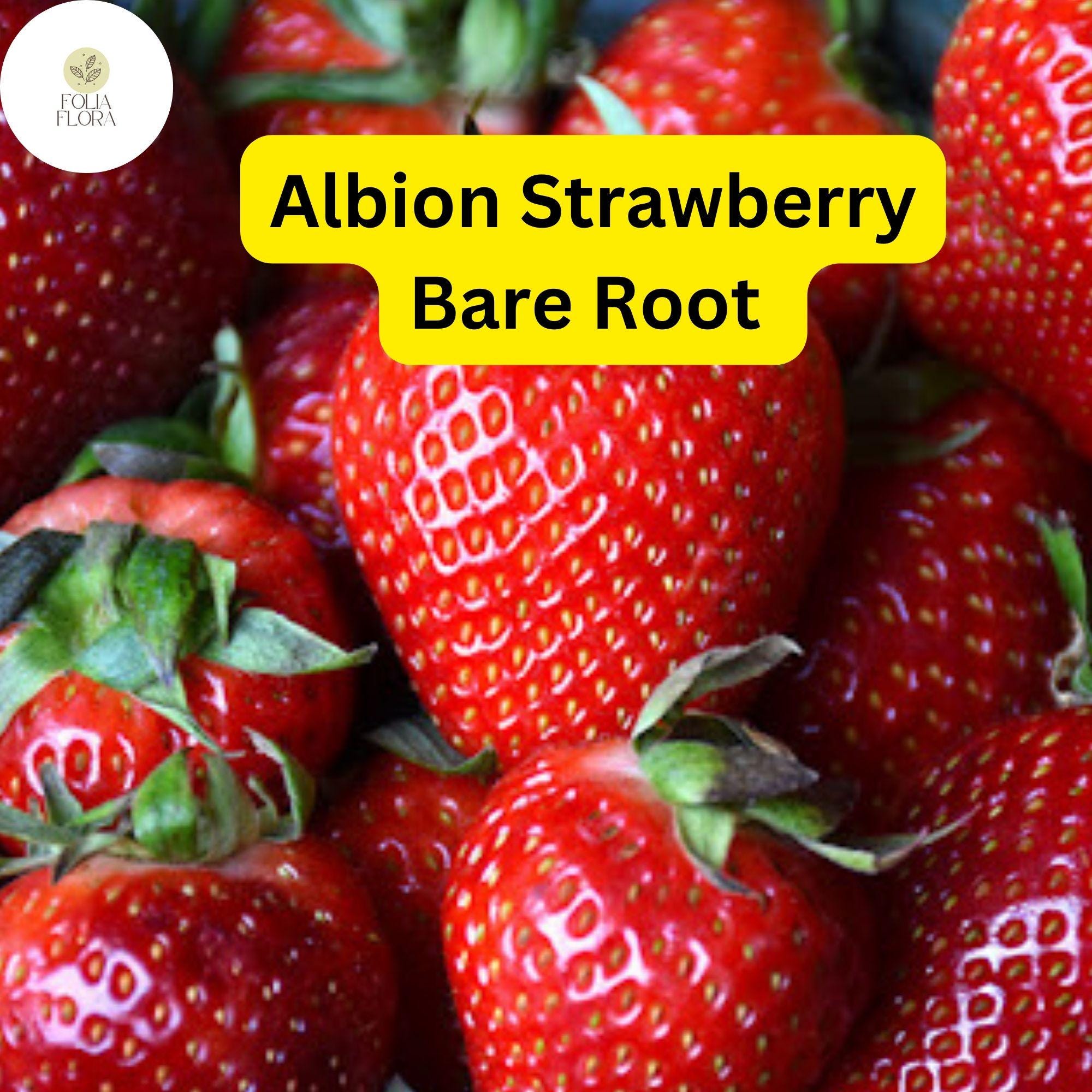 Albion Everbearing Strawberry Plants â€“ 15 Bare Root, Zones 4-9