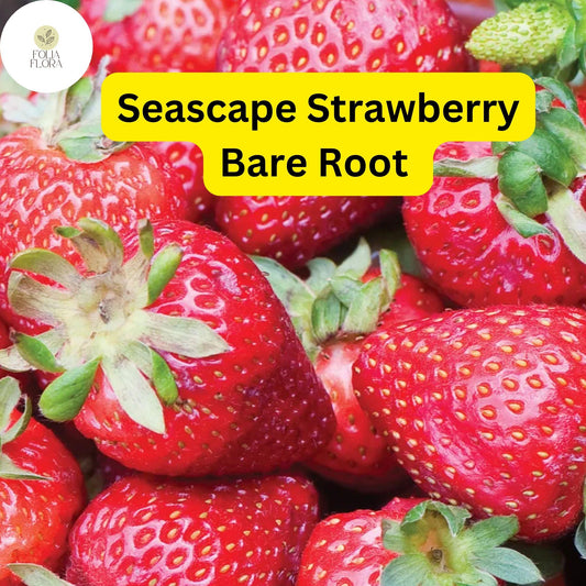 15 Bare Root Pack Seascape Everbearing Strawberry Plants | Sweet, Juicy Berries | Zones 4-9