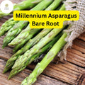 Millennium Asparagus Bare Root Plants, High Yield 2-Year Crowns