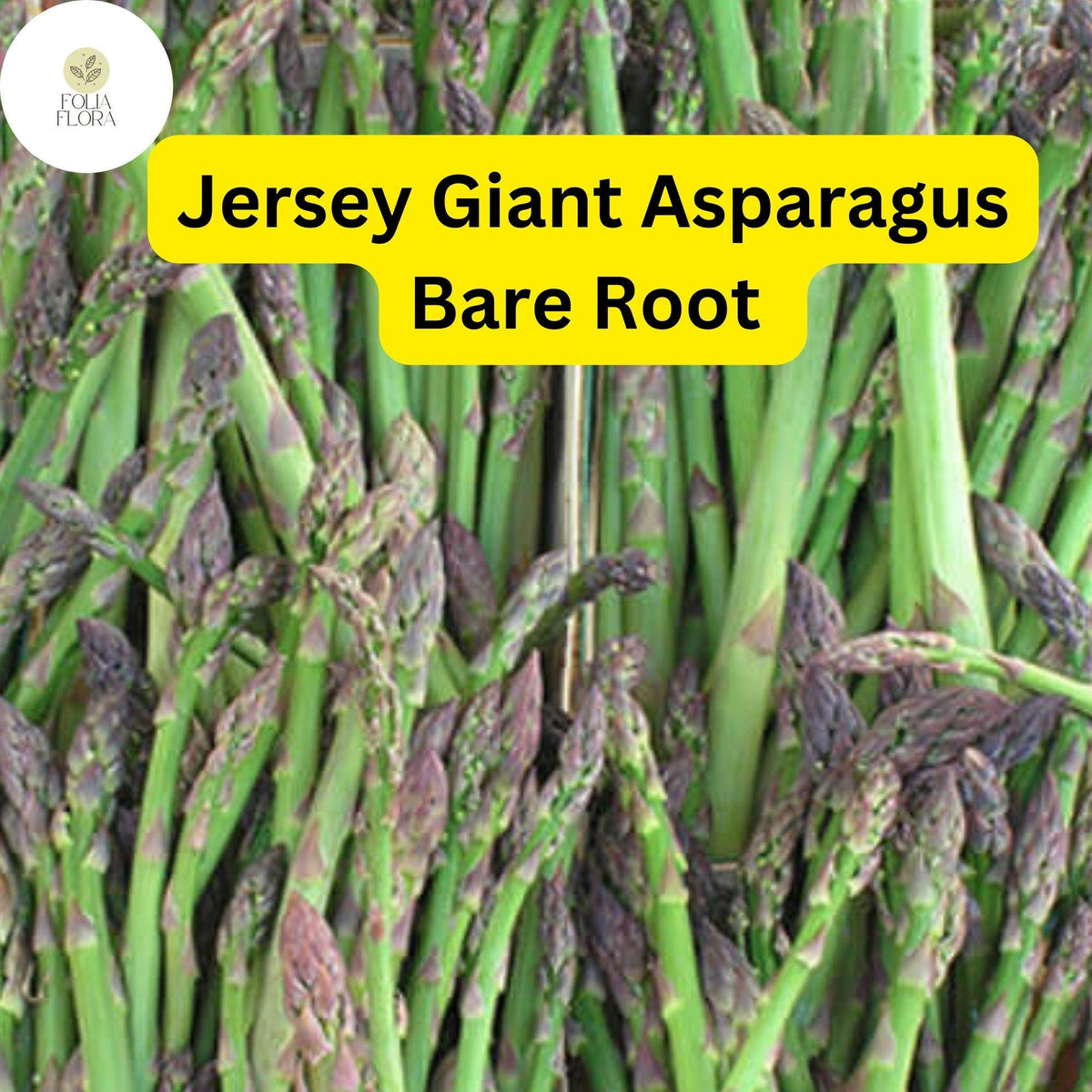 10 Green Jersey Giant Asparagus Bare Root Plants, 2-Year Crowns
