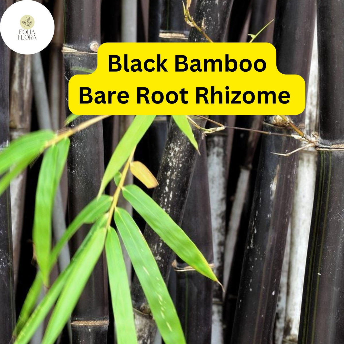 1 Black Bamboo Live Plant, Phyllostachys nigra, Multi-Cane Bamboo, Ornamental Privacy Screen, Fast Growing