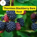 5 Triple Crown Thornless Blackberry Bare Root Plants, High Yield