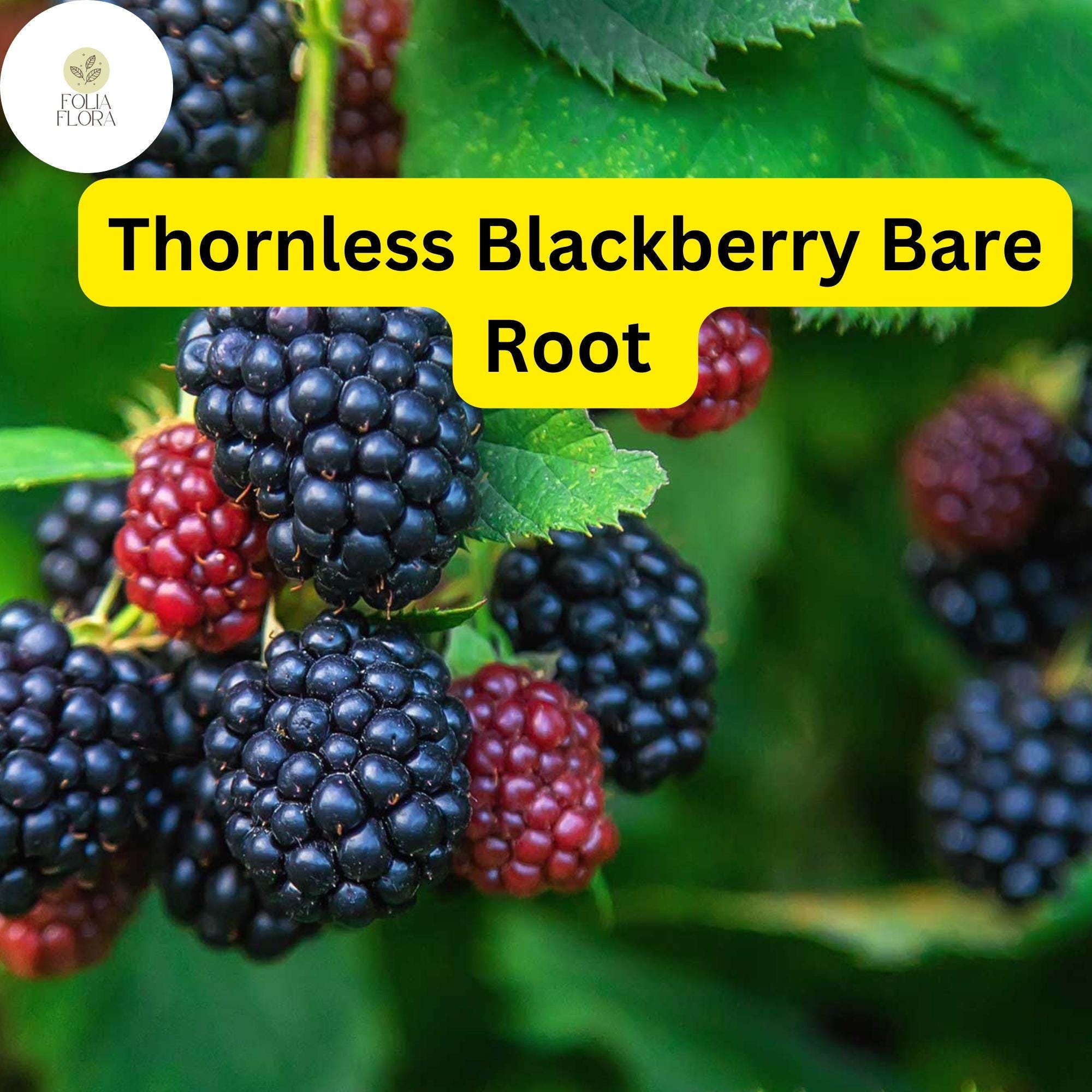 5 Triple Crown Thornless Blackberry Bare Root Plants, High Yield