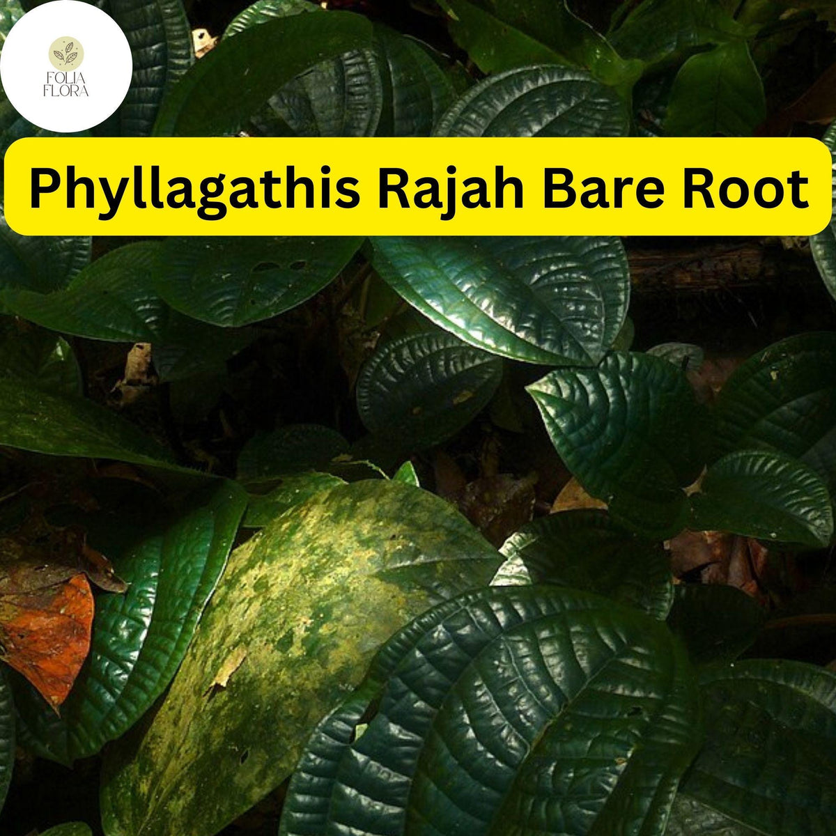 1 Phyllagathis rajah, Live Bare Root Terrarium Plant, Rare Tropical Foliage for Indoor Gardens