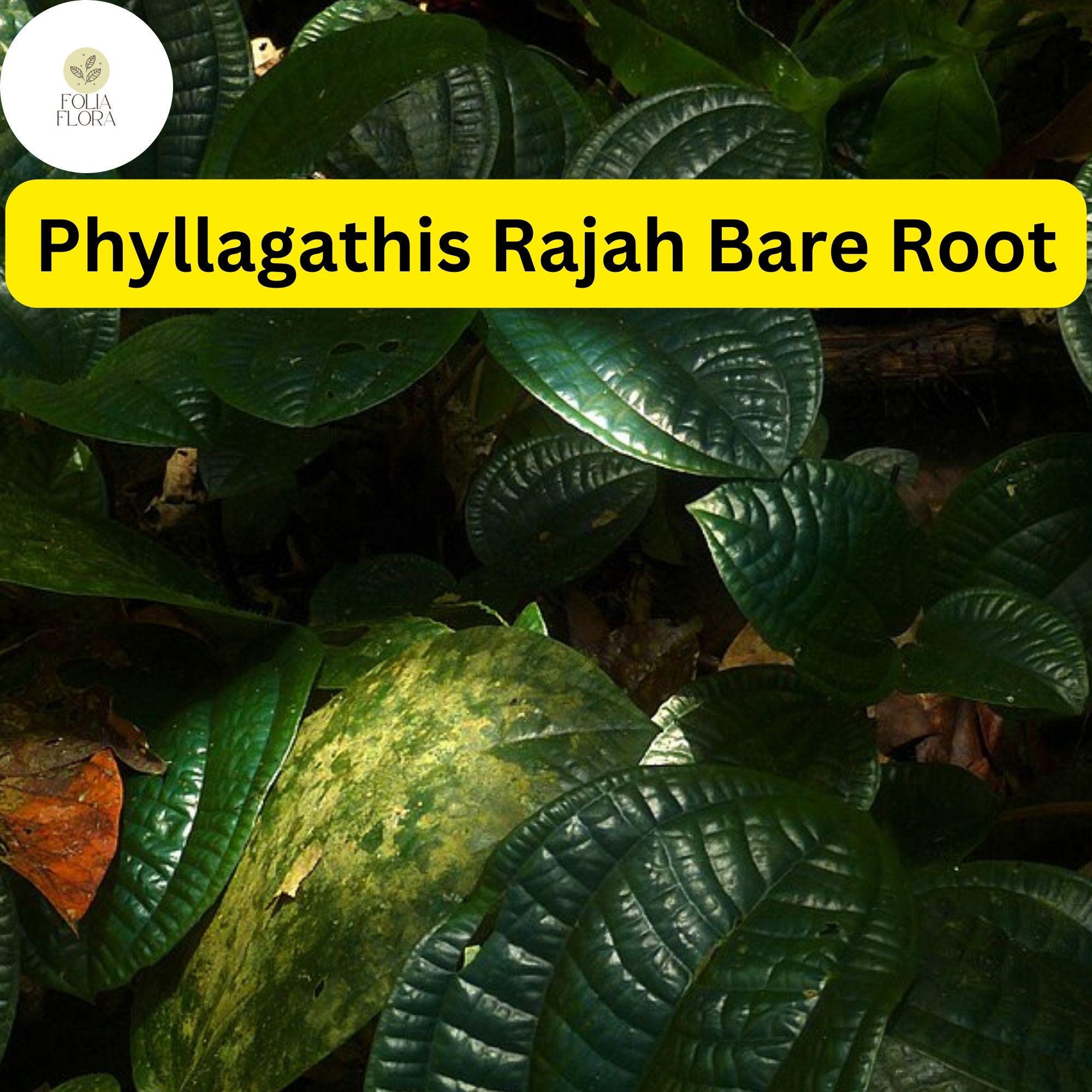 1 Phyllagathis rajah, Live Bare Root Terrarium Plant, Rare Tropical Foliage for Indoor Gardens