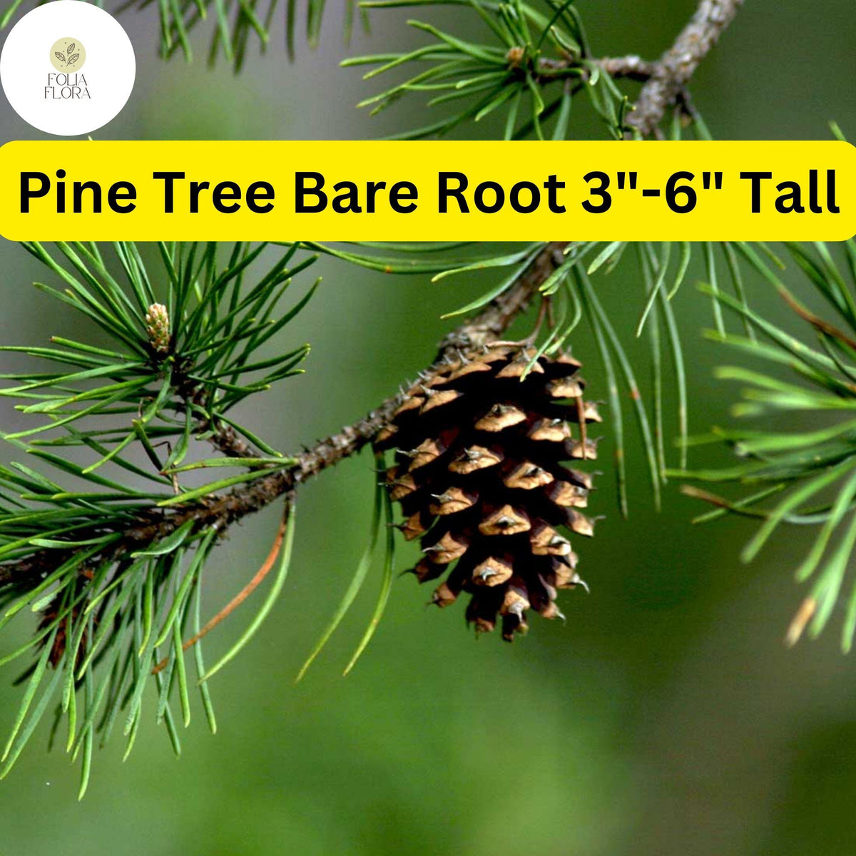 10 Pine Tree Seedlings 3"-6" Tall, Bare Root, Fast-Growing Wild Pines for Landscaping