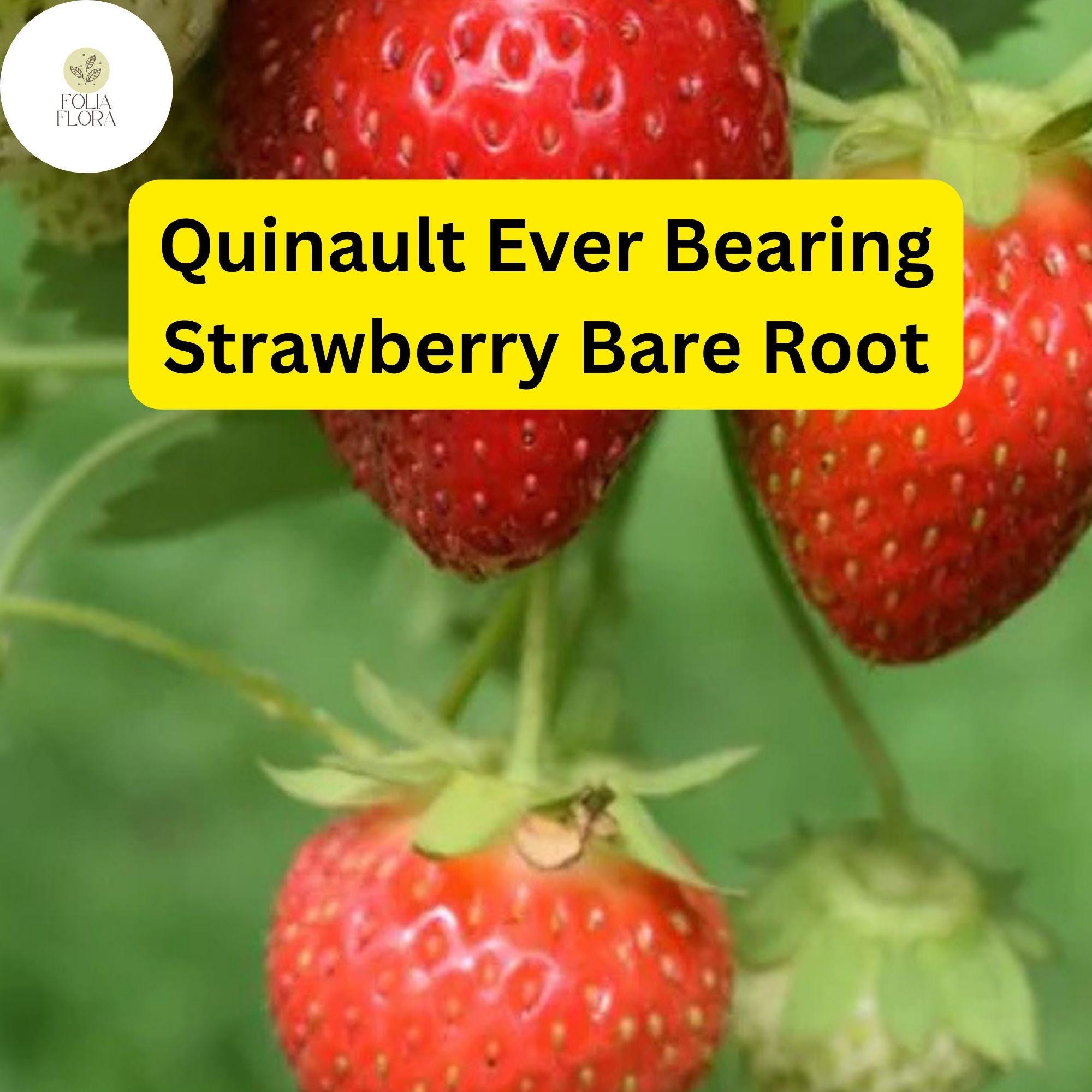Quinault Ever Bearing Strawberry Plants - 25 Bare-Root Plants for Continuous Harvest