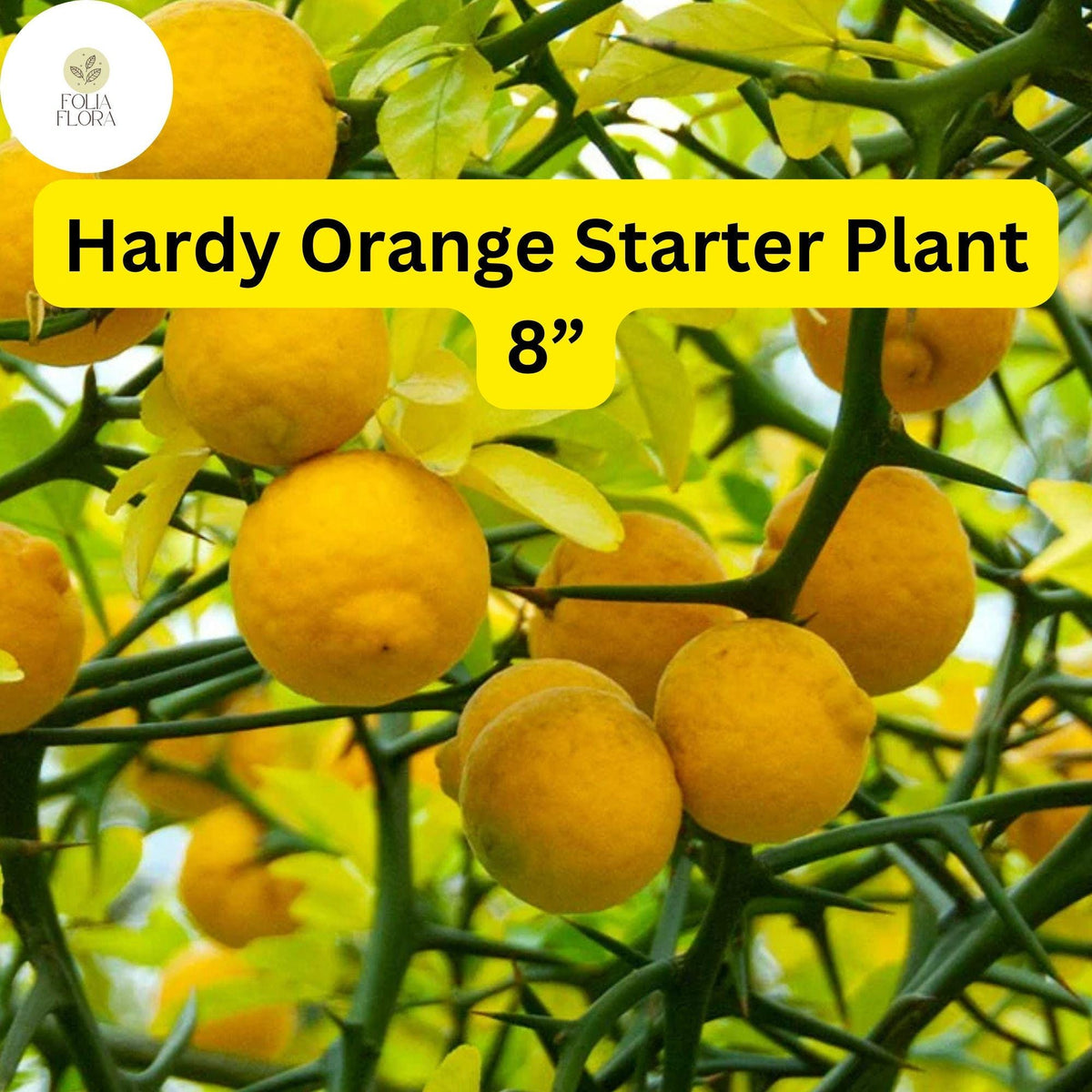 1 Live Plant Hardy Orange Tree (Poncirus trifoliata) Fully Rooted 8â€ - Ready to Plant