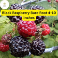 Mysore Black Raspberry Plant, Live Bare Root Starter (4-10 Inches)