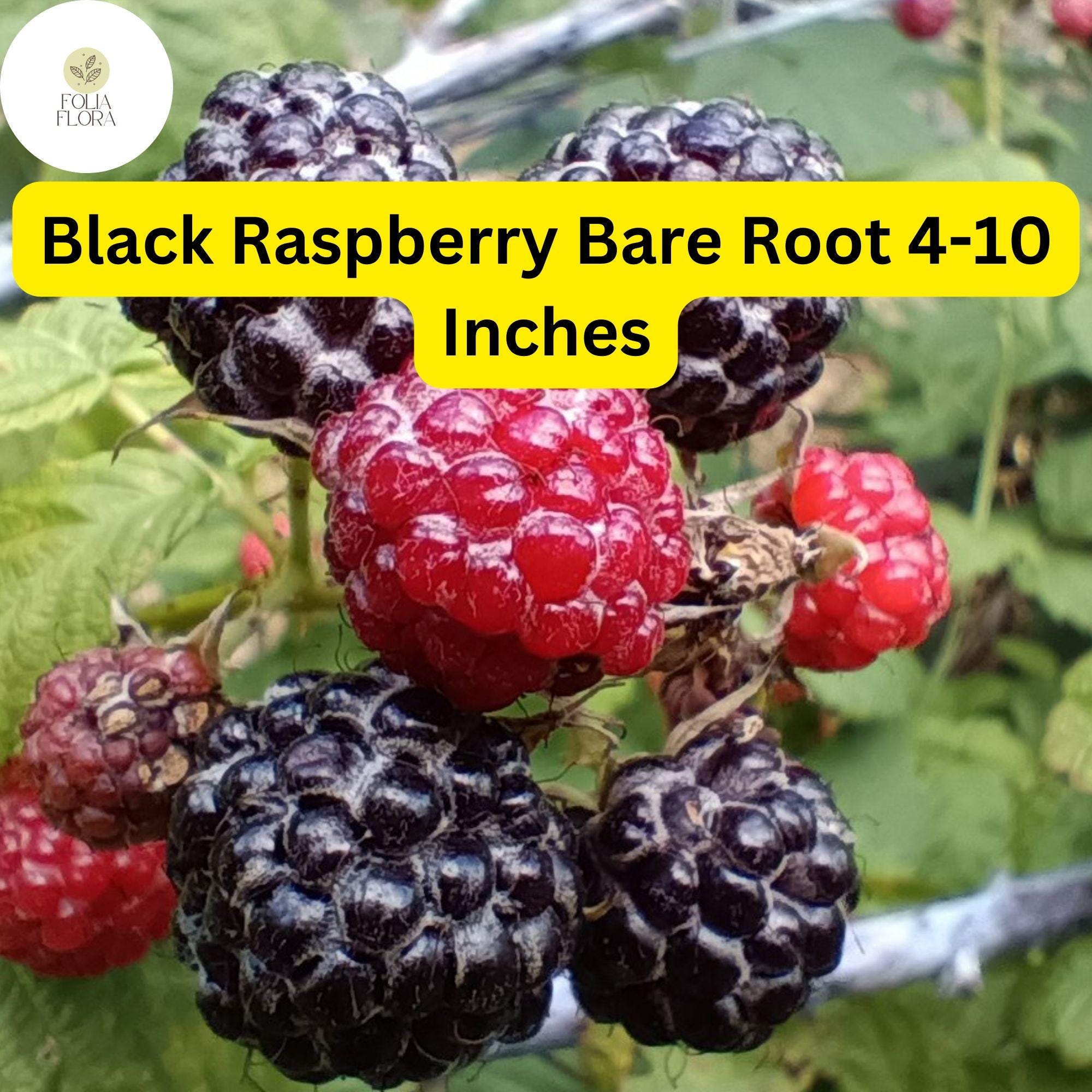 Mysore Black Raspberry Plant, Live Bare Root Starter (4-10 Inches)