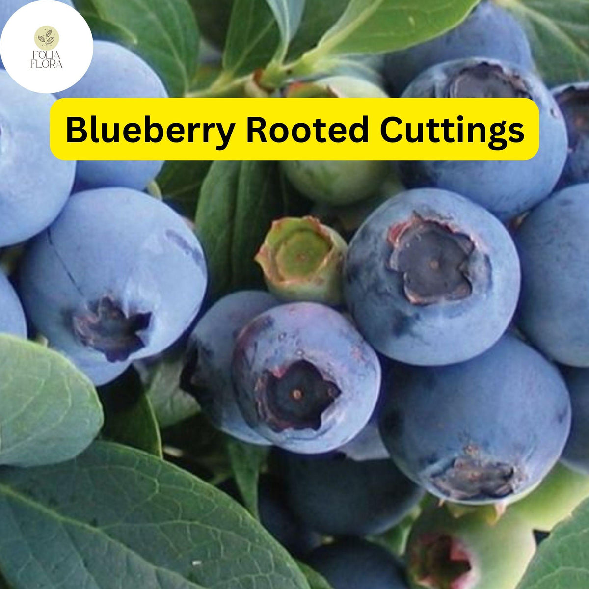 1 Blueberry Plant, Rooted Cutting, Live Bare Root Starter, Easy to Grow Fruit Bush