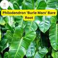 Philodendron 'Burle Marx' Live Plant, Tropical Houseplant (Bare Root)