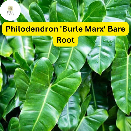 Philodendron 'Burle Marx' Live Plant, Tropical Houseplant (Bare Root)