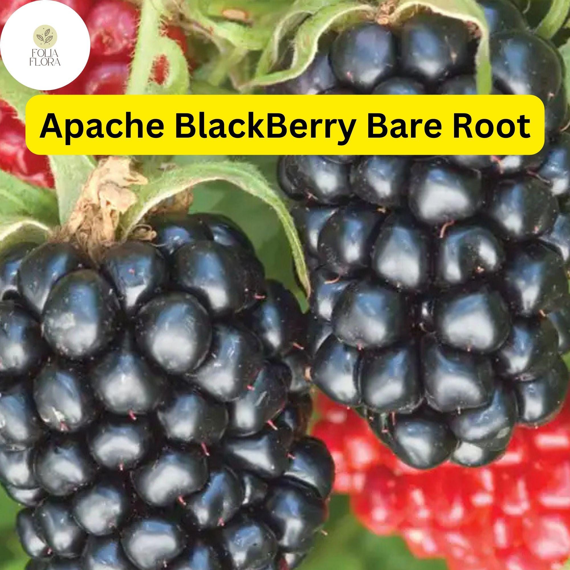1 Live Bare Root Starter Plant Apache Thornless Blackberry Plant, Rubus, High-Yield Fruit Producer